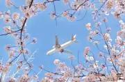 なでしこの画像