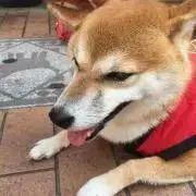 Akaneの画像
