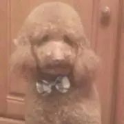 てるみん