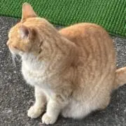 らるの画像