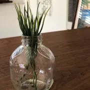 むーちゃん