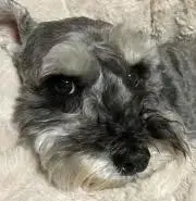こてちゃんの画像