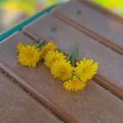 pepuの画像