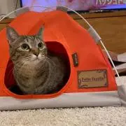 ふう