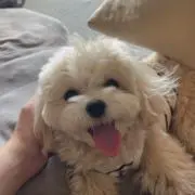 ふーちゃんの画像