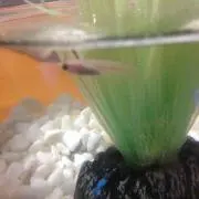 しぃも