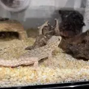 ちゃんぎん