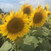 ゆっぴ♫の画像