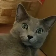 ぶーにゃんの画像