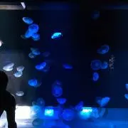 cannの画像
