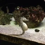 タツノコオトシ
