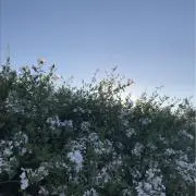 moguの画像