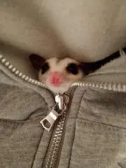 ミワチン