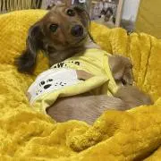 meguU´•ﻌ•`U