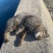 shinの画像