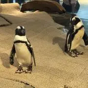 のり