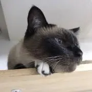 塩さんの画像