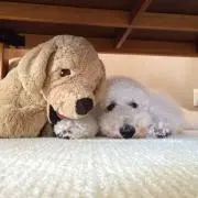 happy mini98の画像