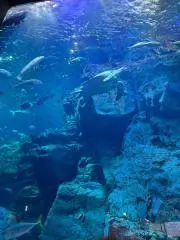 かおの画像