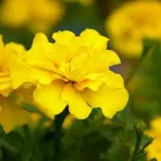 あさ