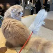 たけの画像