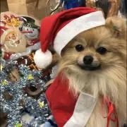アオチ