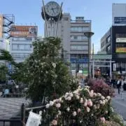 SHOUの画像