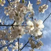 Momonaの画像