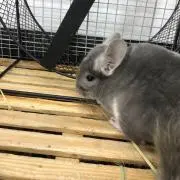 りん