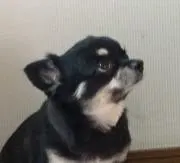 三太の画像
