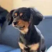 わんこ