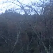 Kikiの画像