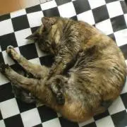 にゃんた