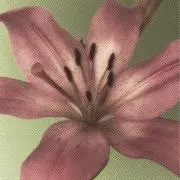 rosyの画像