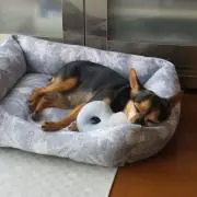 さくらの画像