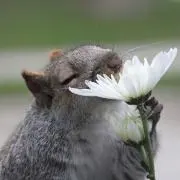 ho(ホー)の画像