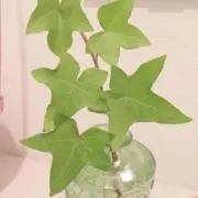 はっぱ