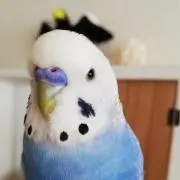 ニコの画像