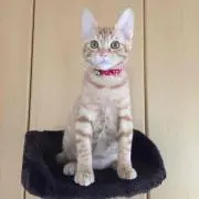 もかの画像