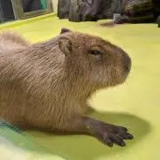 ひな☆プロフィール必読お願いします☆