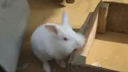 Image of とまとん