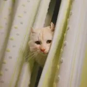 moonの画像