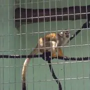 ねこの画像