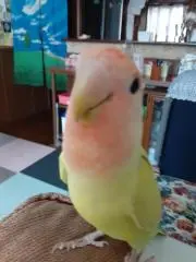 チョビ~午前中のみ発送~の画像