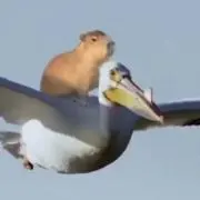アララ