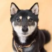 柴（プロフご確認お願い致します）
