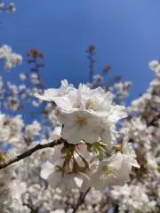 さくらの画像