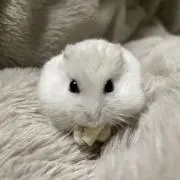 もちおの画像