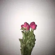 杏