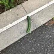 みず